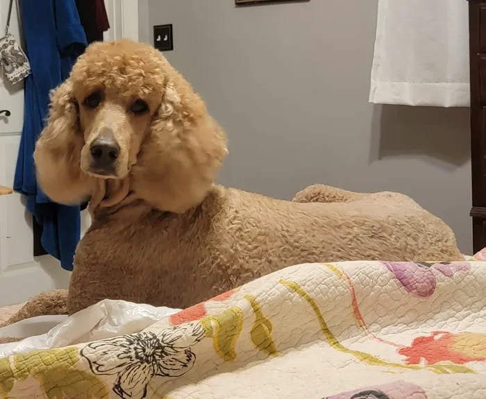 MAC Animal Hospital Picture 10