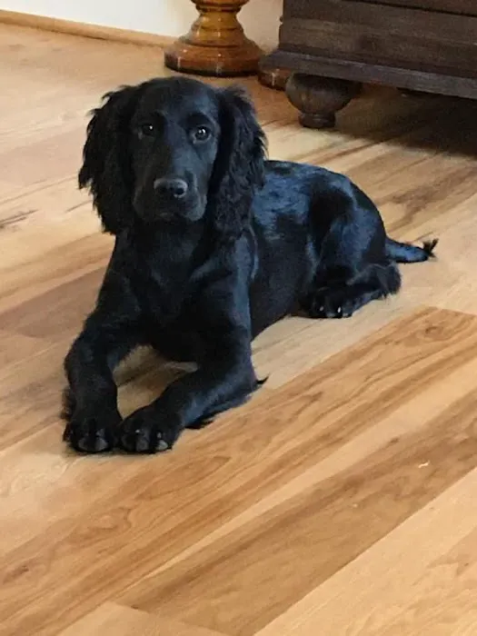 MAC Animal Hospital Picture 9