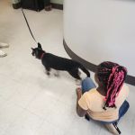 Airport Veterinary Hospital