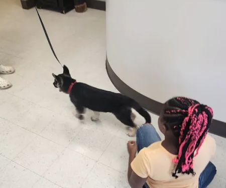 Airport Veterinary Hospital