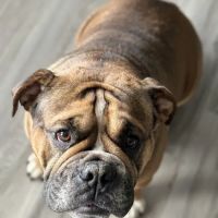 Calera Animal Hospital ico