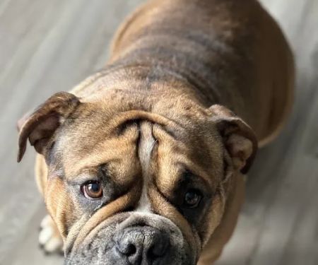 Calera Animal Hospital