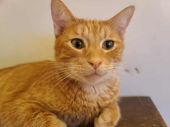 Calera Animal Hospital Picture 4