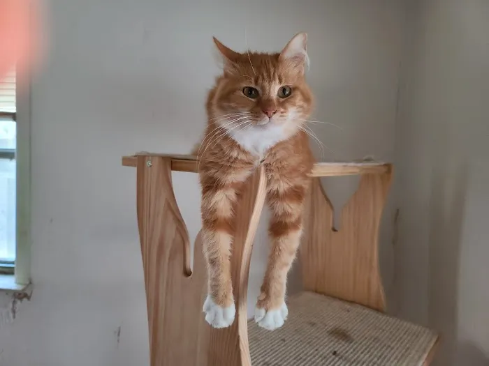 Calera Animal Hospital Picture 3