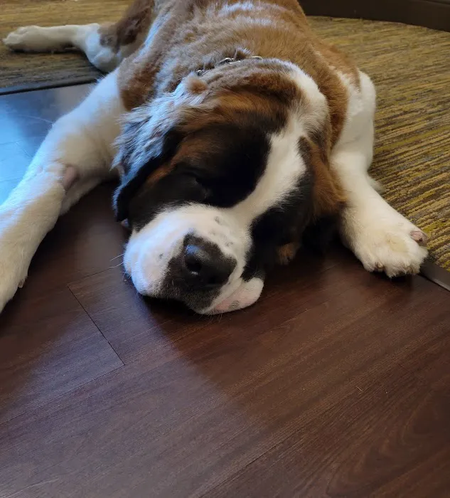 Banfield Pet Hospital Picture 2