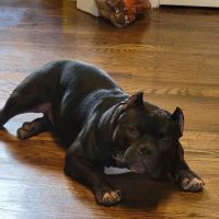 Banfield Pet Hospital ico