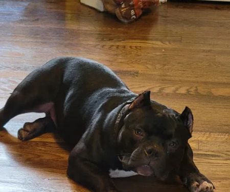 Banfield Pet Hospital