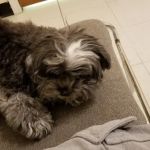 Weatherly Animal Hospital