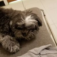 Weatherly Animal Hospital ico