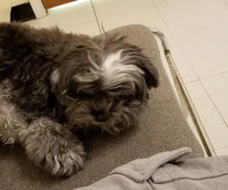 Weatherly Animal Hospital