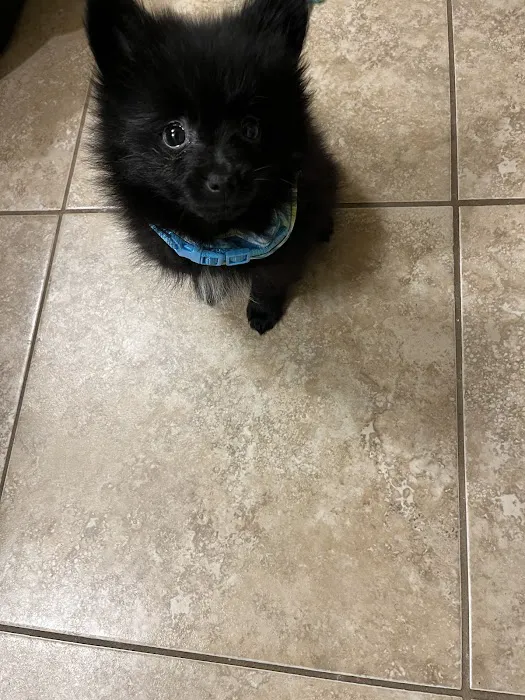 Weatherly Animal Hospital Picture 6