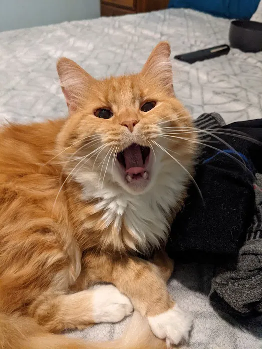 Countryside Animal Hospital Picture 2