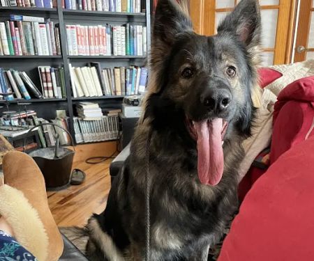 Countryside Animal Hospital