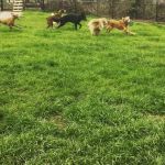 Valleydale Animal Clinic