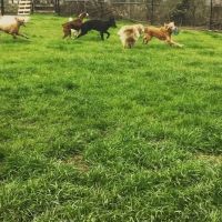 Valleydale Animal Clinic ico