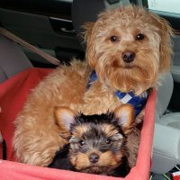 Caldwell Mill Animal Clinic ico