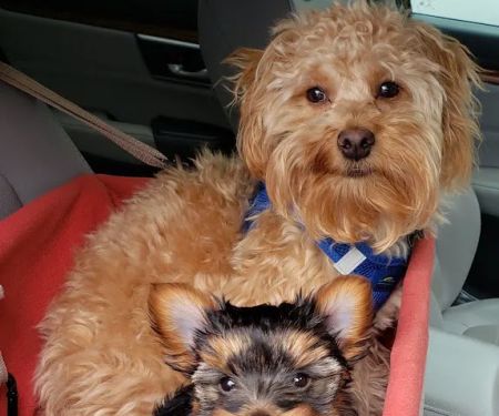 Caldwell Mill Animal Clinic