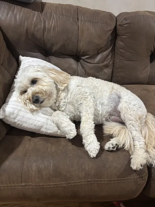 Caldwell Mill Animal Clinic Picture 2