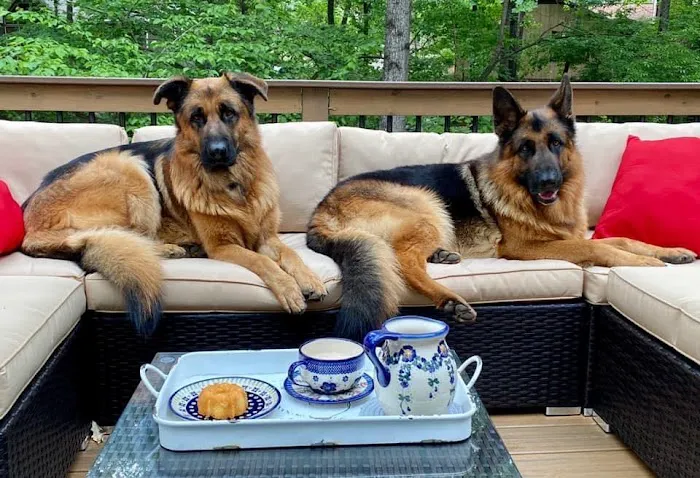 Caldwell Mill Animal Clinic Picture 5