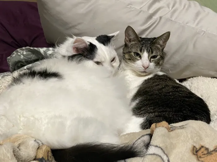 Caldwell Mill Animal Clinic Picture 8