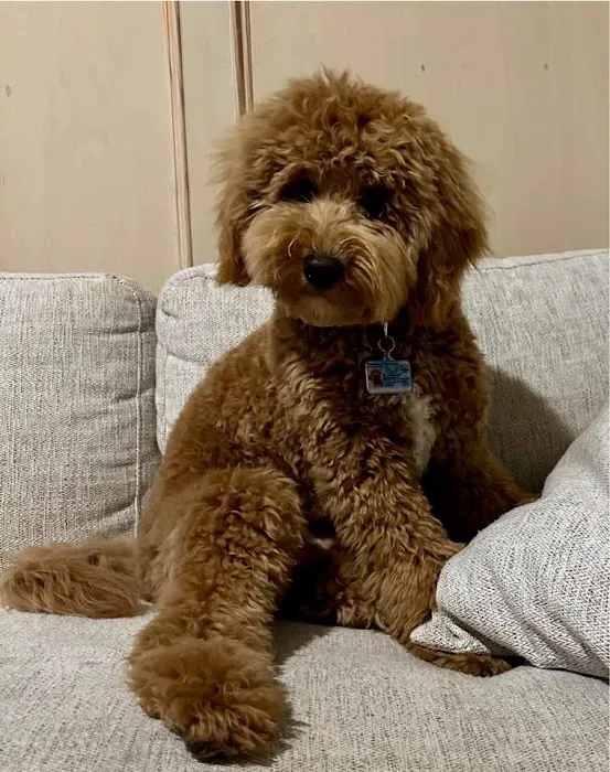 Caldwell Mill Animal Clinic Picture 7