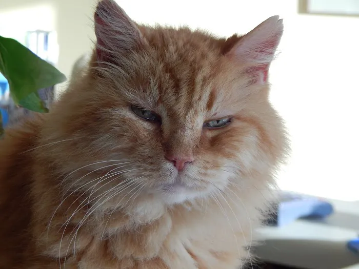 Inverness Animal Clinic PC Picture 1