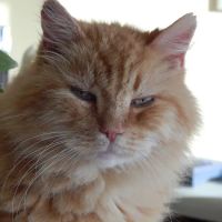 Inverness Animal Clinic PC ico