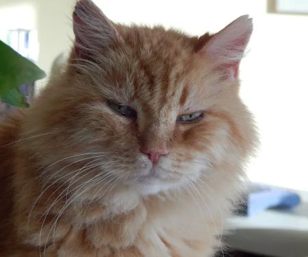 Inverness Animal Clinic PC