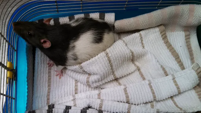 Dr. Alvin Atlas Picture 3