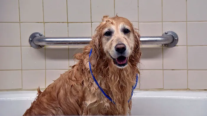 Riverview Animal Clinic Picture 1