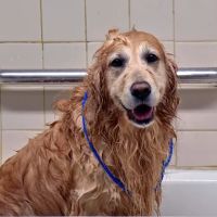 Riverview Animal Clinic ico