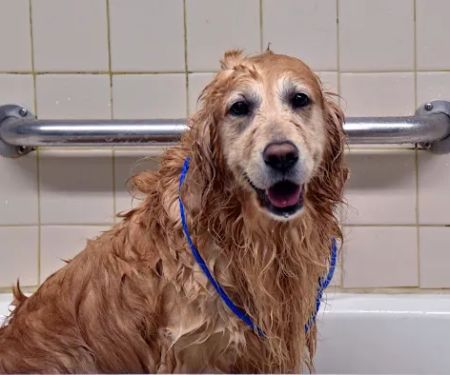 Riverview Animal Clinic