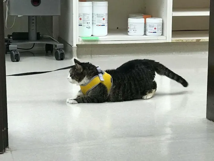 Riverview Animal Clinic Picture 2