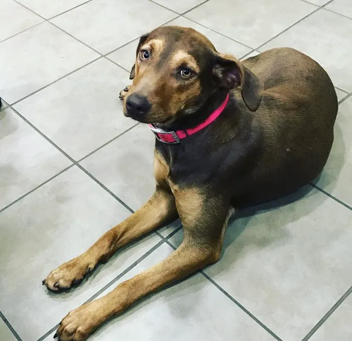 Riverview Animal Clinic Picture 5