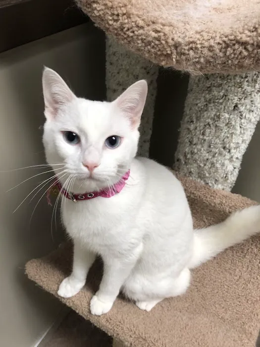 Riverview Animal Clinic Picture 8