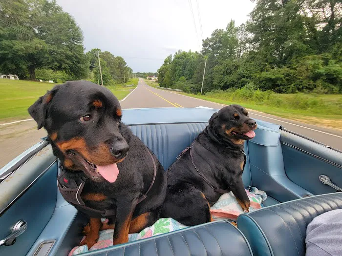 Veterinary Specialists of Birmingham Picture 2