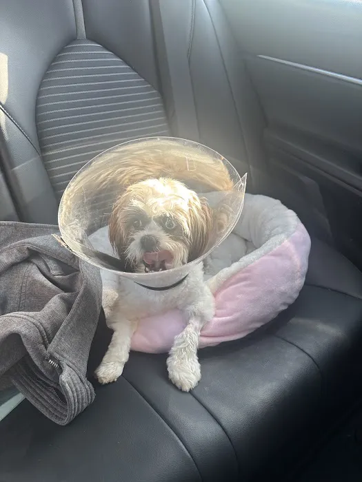 Veterinary Specialists of Birmingham Picture 3