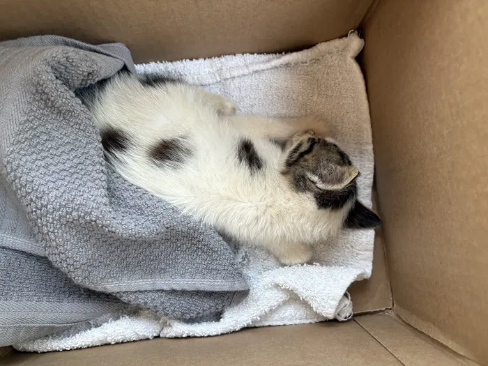 Veterinary Specialists of Birmingham Picture 4