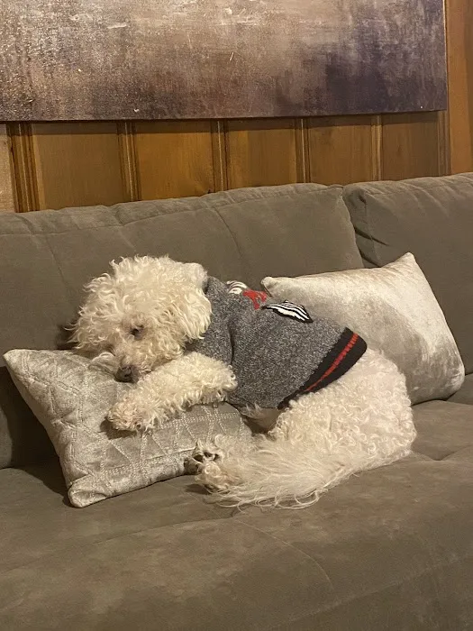 Veterinary Specialists of Birmingham Picture 1