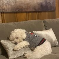 Veterinary Specialists of Birmingham ico