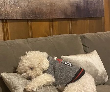 Veterinary Specialists of Birmingham