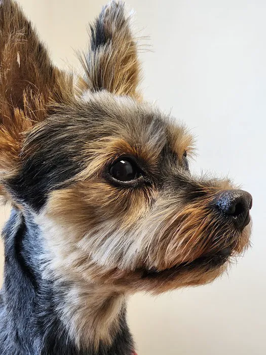 Veterinary Specialists of Birmingham Picture 5