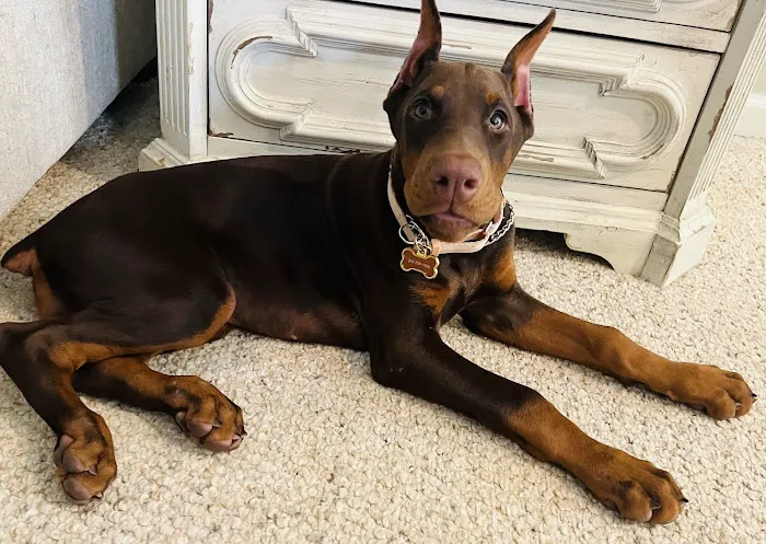 Veterinary Specialists of Birmingham Picture 6