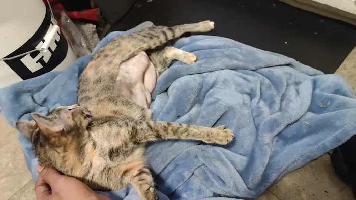 Alabama Spay Neuter Clinic Inc Picture 1