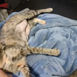 Alabama Spay Neuter Clinic Inc