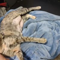 Alabama Spay Neuter Clinic Inc ico