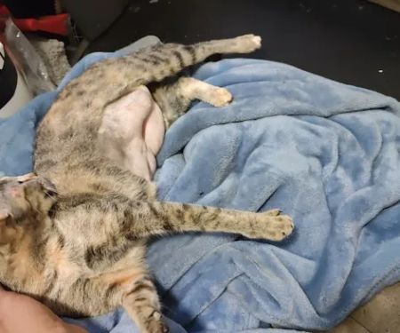 Alabama Spay Neuter Clinic Inc