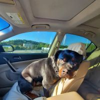 Grants Mill Animal Hospital ico