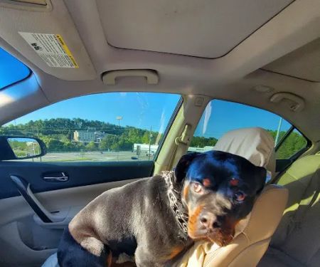 Grants Mill Animal Hospital