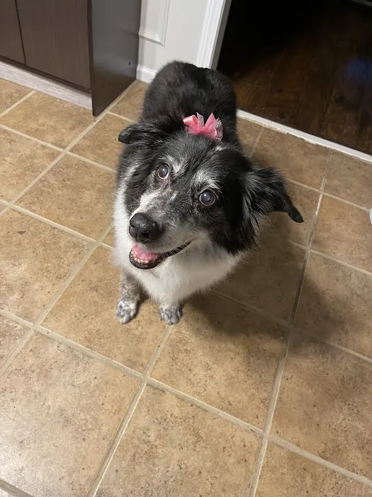 Grants Mill Animal Hospital Picture 4